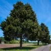 Eastern Red Cedar Tree -Garden Plants Eastern Red Cedar 600x600 FGT