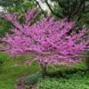 Eastern Redbud -Garden Plants Eastern Redbud FGT 600x600 5676e569 3a04 4cdf b06a 7047e5db4442