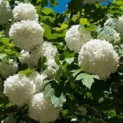 Eastern Snowball Bush -Garden Plants Eastern Snowball 3 FGT