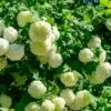 Eastern Snowball Bush -Garden Plants Eastern Snowball 600x600 1b7a0713 0609 4c7a 99eb e3d5590e5edb