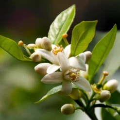 EasyPeel Clementine Tree -Garden Plants Easy Peel Clementine 5