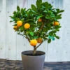 EasyPeel Clementine Tree 1 EasyPeel Clementine Tree -Garden Plants Easy Peel Clementine FGT 600x600 7715f8b8 7ade 444c b849 5c8b79e452e4