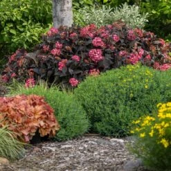 Eclipse® Bigleaf Hydrangea -Garden Plants Eclipse Mophead 4