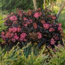 Eclipse® Bigleaf Hydrangea -Garden Plants Eclipse Mophead 5