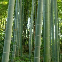 Edible Bamboo Plant 8 Edible Bamboo Plant -Garden Plants Edible Bamboo 6