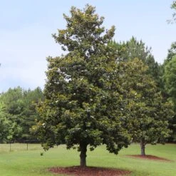 Edith Bogue Magnolia -Garden Plants Edith Bogue magnolia 1
