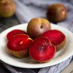 Elephant Heart Plum Tree -Garden Plants Elephant Heart Plum 1