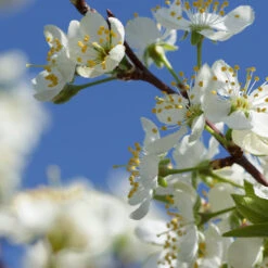 Elephant Heart Plum Tree -Garden Plants Elephant Heart Plum 2