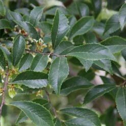 Emerald Flair Elm Tree -Garden Plants Emerald Flair 2