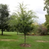 Emerald Flair Elm Tree -Garden Plants Emerald Flair 600x600 537bca49 bcda 436c baea fab6477ae12c