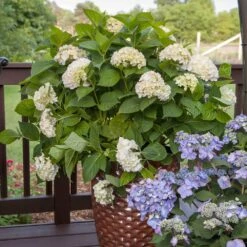 Endless Summer® Blushing Bride Bigleaf Hydrangea Shrub 11 Endless Summer® Blushing Bride Bigleaf Hydrangea Shrub -Garden Plants Endless Summer Blushing Bride 5