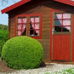 English Boxwood Shrub -Garden Plants English Boxwood 6 FGT