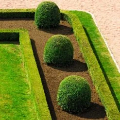 English Boxwood Shrub -Garden Plants English Boxwood 7