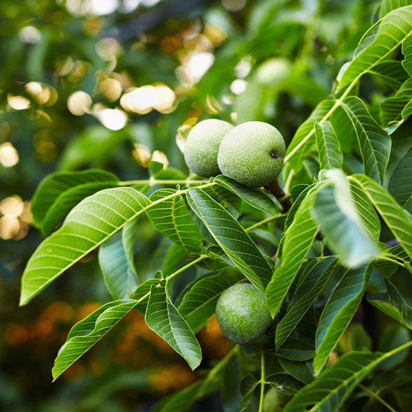 English Walnut Tree 3 English Walnut Tree