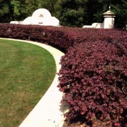 'Ever Red' Loropetalum -Garden Plants Ever Red Lorepetalum 3