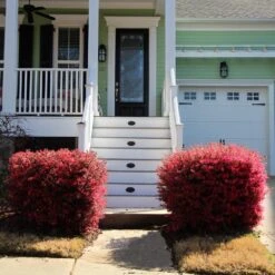 'Ever Red' Loropetalum -Garden Plants Ever Red Lorepetalum 4