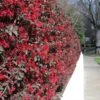 'Ever Red' Loropetalum 2 'Ever Red' Loropetalum -Garden Plants Ever Red Lorepetalum FGT 600x600 047d9fa6 0bc7 421f be3c da3170e44193