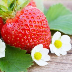 Everbearing Strawberry - USDA Organic -Garden Plants Everbearing Strawberry 3 FGT d3338e88 8339 4e56 9059 0189b64ead59