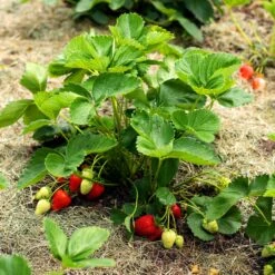 Everbearing Strawberry - USDA Organic -Garden Plants Everbearing Strawberry 5 FGT 833b267c 2a90 438e af54 2fa42d3231c7