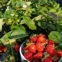 Everbearing Strawberry - USDA Organic -Garden Plants Everbearing Strawberry 6 BB e2cd8810 5468 47c9 8adf a7c6a52e097a