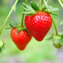 Everbearing Strawberry - USDA Organic -Garden Plants Everbearing Strawberry 7 FGT