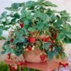 Everbearing Strawberry -Garden Plants Everbearing Strawberry FGT 600x600 d3ea4566 ff7c 47fc bfc2 575f68c20c87