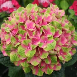 Everlasting® Amethyst Hydrangea Shrub -Garden Plants Everlasting Amethyst Hydrangea 2