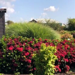 Everlasting® Crimson Ruby Hydrangea Shrub -Garden Plants Everlasting Crimson Ruby 1