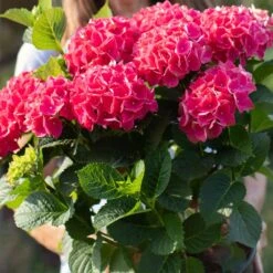Everlasting® Crimson Ruby Hydrangea Shrub -Garden Plants Everlasting Crimson Ruby 4