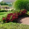 Everlasting® Crimson Ruby Hydrangea Shrub -Garden Plants Everlasting Crimson Ruby FGT 600x600 c96daa38 25e0 4479 82e2 43e6cd49daaf