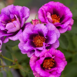 Eyeconic® Plum Lemonade Rose -Garden Plants Eyeconic Plum Lemonade Rose 2