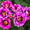 Eyeconic® Plum Lemonade Rose -Garden Plants Eyeconic Plum Lemonade Rose FGT 600x600 dbdd4acb 9c12 4137 a856 b68915f6acfd