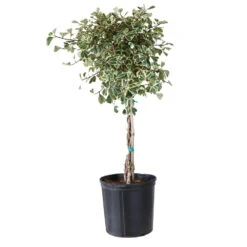 Variegated Ficus Triangularis Tree 9 Variegated Ficus Triangularis Tree -Garden Plants FIC TRT 34 3 BRD