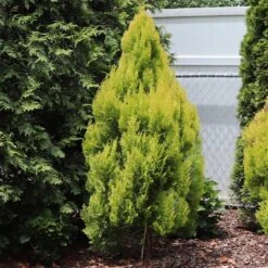 Forever Goldy™ Arborvitae Tree -Garden Plants FOrever GOldie 2
