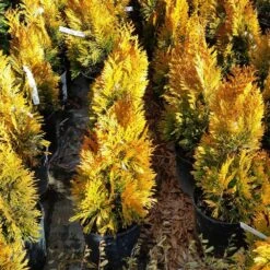 Forever Goldy™ Arborvitae Tree -Garden Plants FOrever GOldy 3