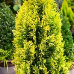 Forever Goldy™ Arborvitae Tree -Garden Plants FOrever GOldy 4