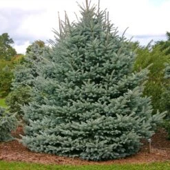 Fat Albert Colorado Blue Spruce -Garden Plants Fat albert Blue Spruce 1