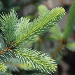 Fat Albert Colorado Blue Spruce -Garden Plants Fat albert Blue Spruce 2