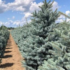 Fat Albert Colorado Blue Spruce -Garden Plants Fat albert Blue Spruce 5