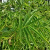 Fernleaf Bamboo -Garden Plants Fernleaf Multiplex Bamboo 600x600 20b7422e 0d87 4b90 9325 a6ddb642b9ac