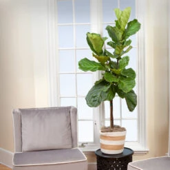 Monstera Deliciosa And Fiddle Leaf Fig Combo 9 Monstera Deliciosa And Fiddle Leaf Fig Combo -Garden Plants Fiddle Leaf Fig 2 FGT