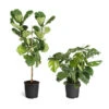 Monstera Deliciosa And Fiddle Leaf Fig Combo -Garden Plants Fiddle Swiss Combo 3GMon 3 4 Fig 600x600 1c3c9ad7 692d 418a b0f3 48f3822268e1