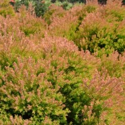 Fire Chief™ Thuja Shrub -Garden Plants Fire Chief Arborvitae 4