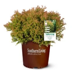 Fire Chief™ Thuja Shrub -Garden Plants Fire Chief Arborvitae 5