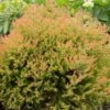 Fire Chief™ Thuja Shrub 2 Fire Chief™ Thuja Shrub -Garden Plants Fire Chief Arborvitae FGT 600x600 37a959d3 8432 48d1 a13c 2918104cceee