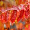 Flame Amur Maple -Garden Plants Flame Amur FGT 600x600 6d05ba9e 1962 4dde ae5f 5db06c76cf16