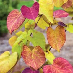 Flame Thrower® Redbud Tree -Garden Plants Flame Thrower Redbud 3