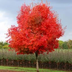 Flashfire® Maple Tree -Garden Plants Flashfire Maple 1