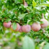Flavor King® Pluot Tree -Garden Plants Flavor King Pluot 600x600 c06c75de fe35 40f1 944d dd989b8bb2ba