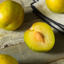 Flavor Queen Pluot® -Garden Plants Flavor Queen Pluot 2